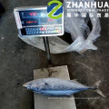 Sea Frozen Stripped Bonito Ganze Runde Karton Verpackung